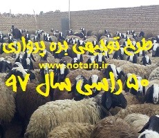 دانلود طرح توجیهی پرواربندی بره 50 راسی جدید