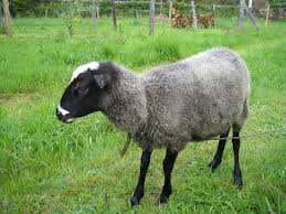 پرورش گوسفند رومانوف