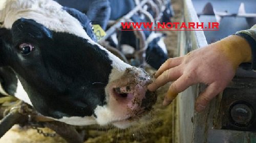 پرورش و نگهداری 19 راس گاو شیری 