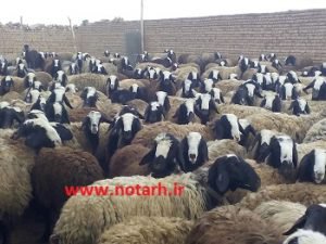 گوسفند نژاد شال