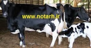 طرح توجیهی فنی اقتصادی پرورش گاو شیری 25 راسی