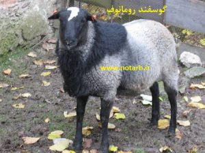 گوسفند نژاد رومانوف چندقلوزا