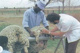تلقیح مصنوعی در گوسفند و بز میش های چندقلوزا