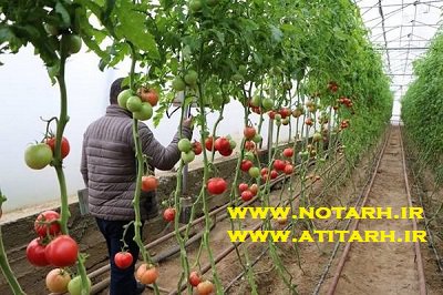 دانلود طرح توجیهی فنی اقتصادی احداث گلخانه خیار گوجه فلفل
