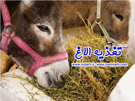 بررسی سود و درامد پرورش الاغ شیری ( پرورش خر )