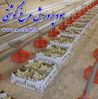 سود پرورش مرغ گوشتی 20000 قطعه ای