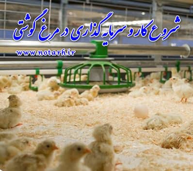 بررسی سود و درامد پرورش مرغ گوشتی 40000 قطعه ای