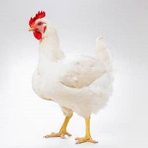 دانلود رایگان طرح توجیهی مرغ گوشتی 100000 قطعه ای سال جدید